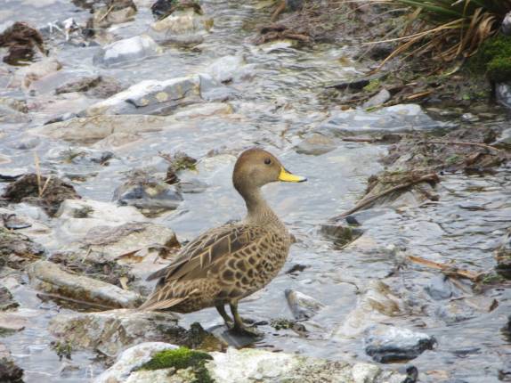 Um pequeno pato vaga pela praia de Prion Island, na Geórgia do Sul (foto de France Dionne)